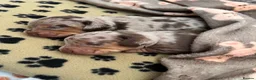 Miniature Dachshund dogs for sale: Dapple miniature dachshunds - Advert 8