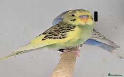 Budgerigars birds for sale: Beautiful Baby Budgies, lovebirds & Cockatiels!!! - Image 3