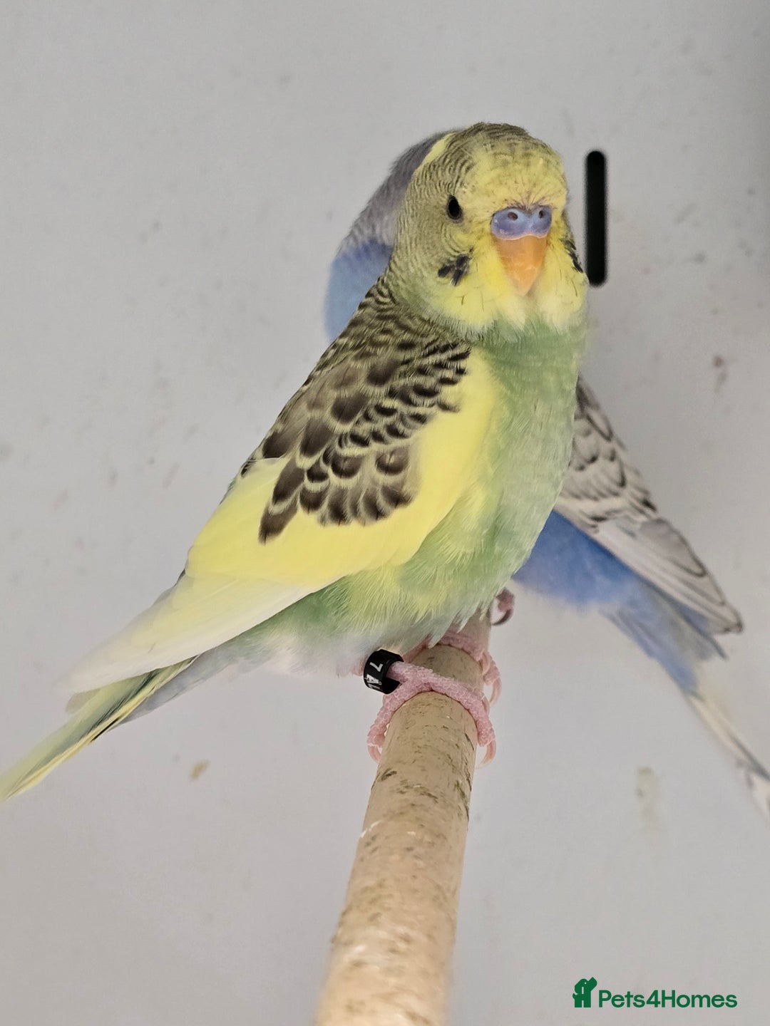 Budgerigars birds for sale: Beautiful Baby Budgies, lovebirds & Cockatiels!!! - Image 3