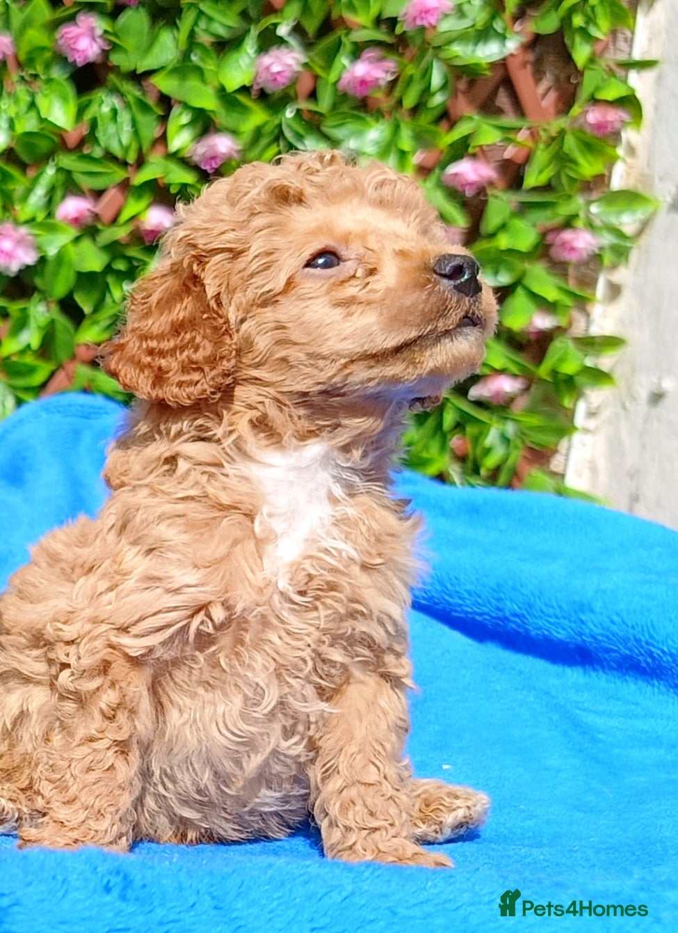 Toy Poodle dogs HEALTH TESTED TOY POODLES KC REG  - Advert 2