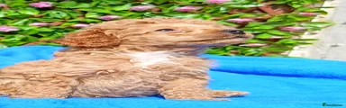Toy Poodle Puppy 2