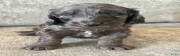 Cockapoo dogs for sale: MERL & CHOCOLATE F1COCKERPOOS HEALTH TESTED PARENT - Advert 21