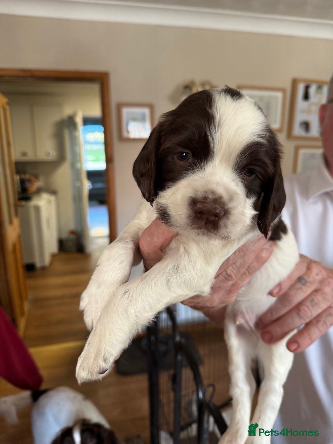 English Springer Spaniel dogs for sale: KC registered English Springer Spaniels  - Image 5