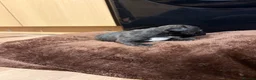 French Bulldog dogs for sale: French bulldogs puppy’s  in Lincoln - Advert 6