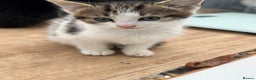 Mixed Breed cats for sale: Beautiful kittens  - Advert 2