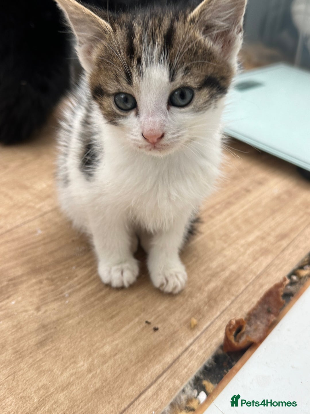 Mixed Breed cats for sale: Beautiful kittens  - Advert 2