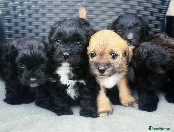 Yorkiepoo dogs - Advert 10