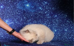 British Shorthair cats for sale: Retired Tica registered British shorthair females  - Image 5