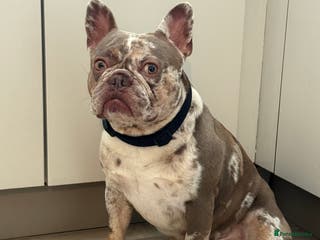 French Bulldog dogs VEGAS- new shade Isabella & tan Merle in Southampton - Advert 2