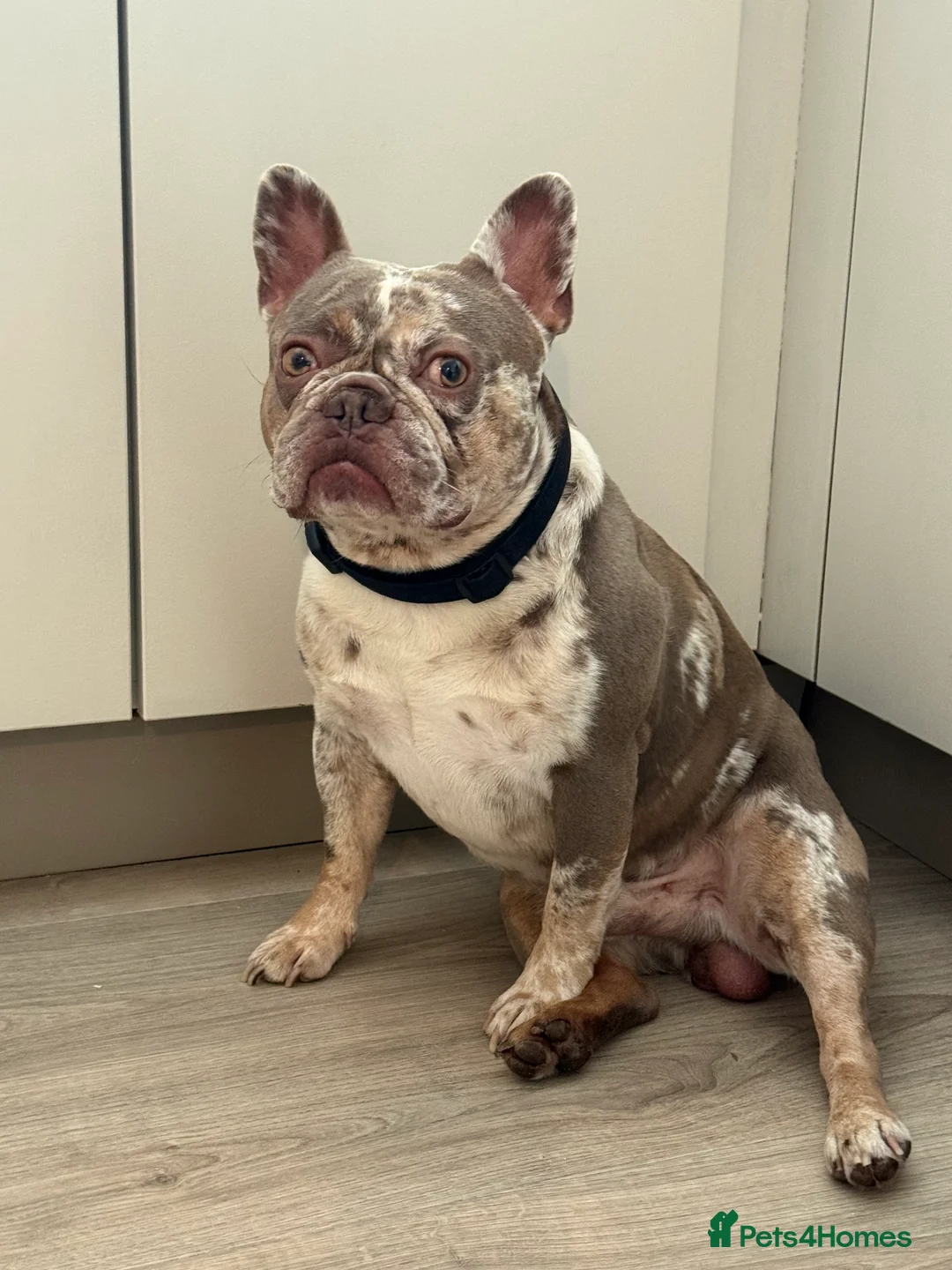 French Bulldog dogs for stud: VEGAS- new shade Isabella & tan Merle  in Southampton - Advert 1