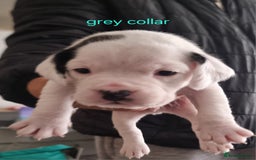 Mixed Breed dogs for sale: BULLDOG TERRIER - Advert 3