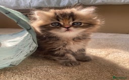 Persian cats for sale: Persian kitten still looking for her forever home  in Gateshead - Image 15