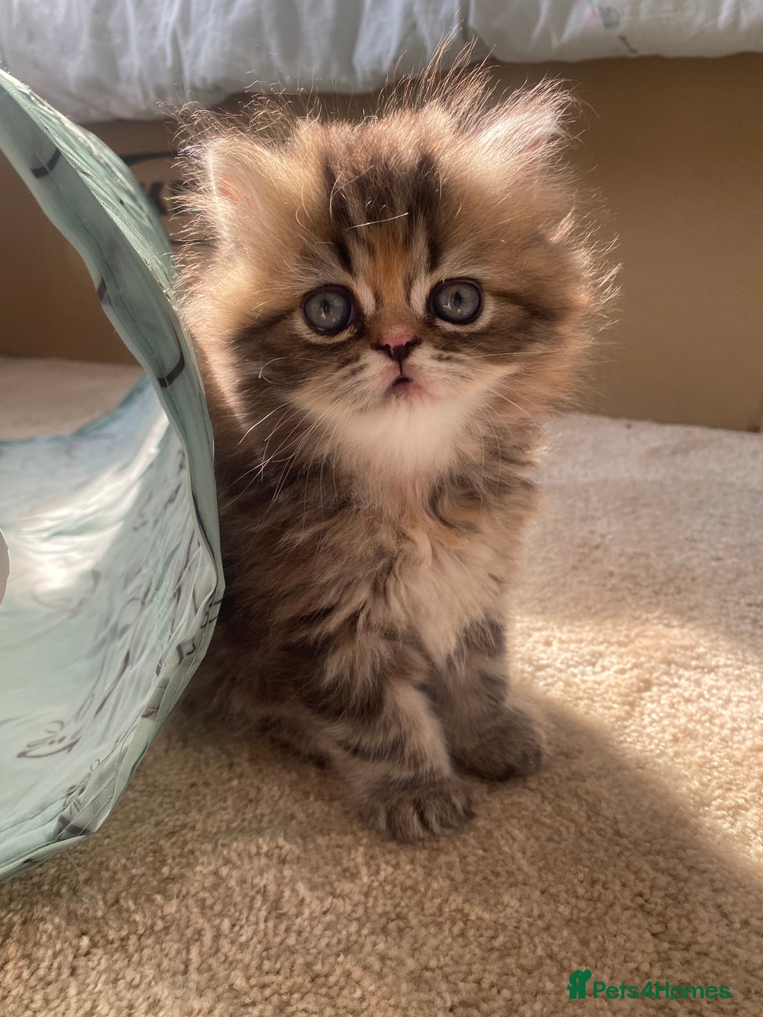 Persian cats for sale: Persian kitten still looking for her forever home  in Gateshead - Image 15