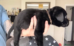 Labrador Retriever dogs for sale: Kc Reg Labrador  Puppies Health Tested Parents - Image 34