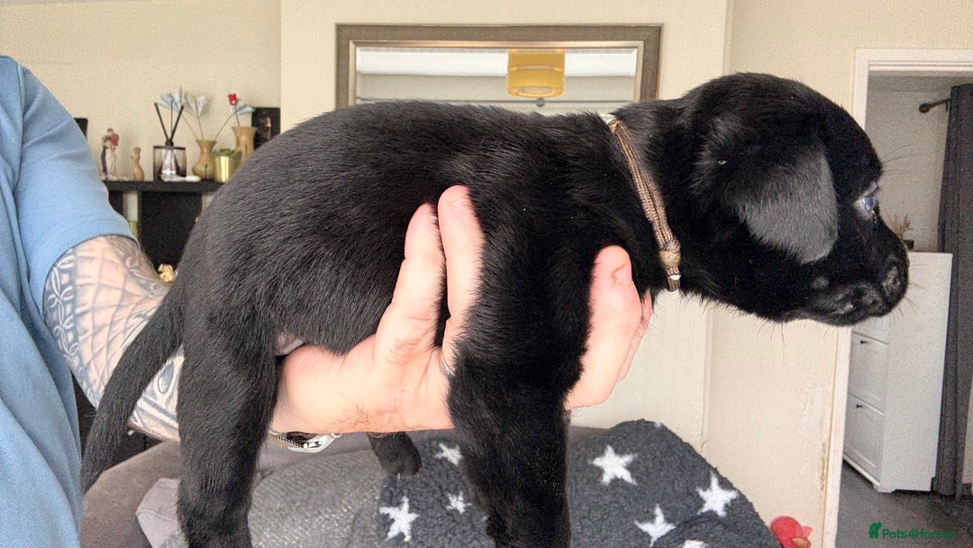 Labrador Retriever dogs for sale: Kc Reg Labrador  Puppies Health Tested Parents - Image 34