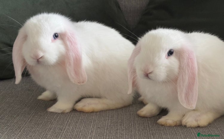 Mini Lop rabbits - Advert 3