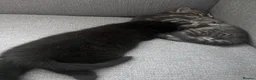 Mixed Breed cats for sale: 5 kittens for rehoming in London - Advert 20