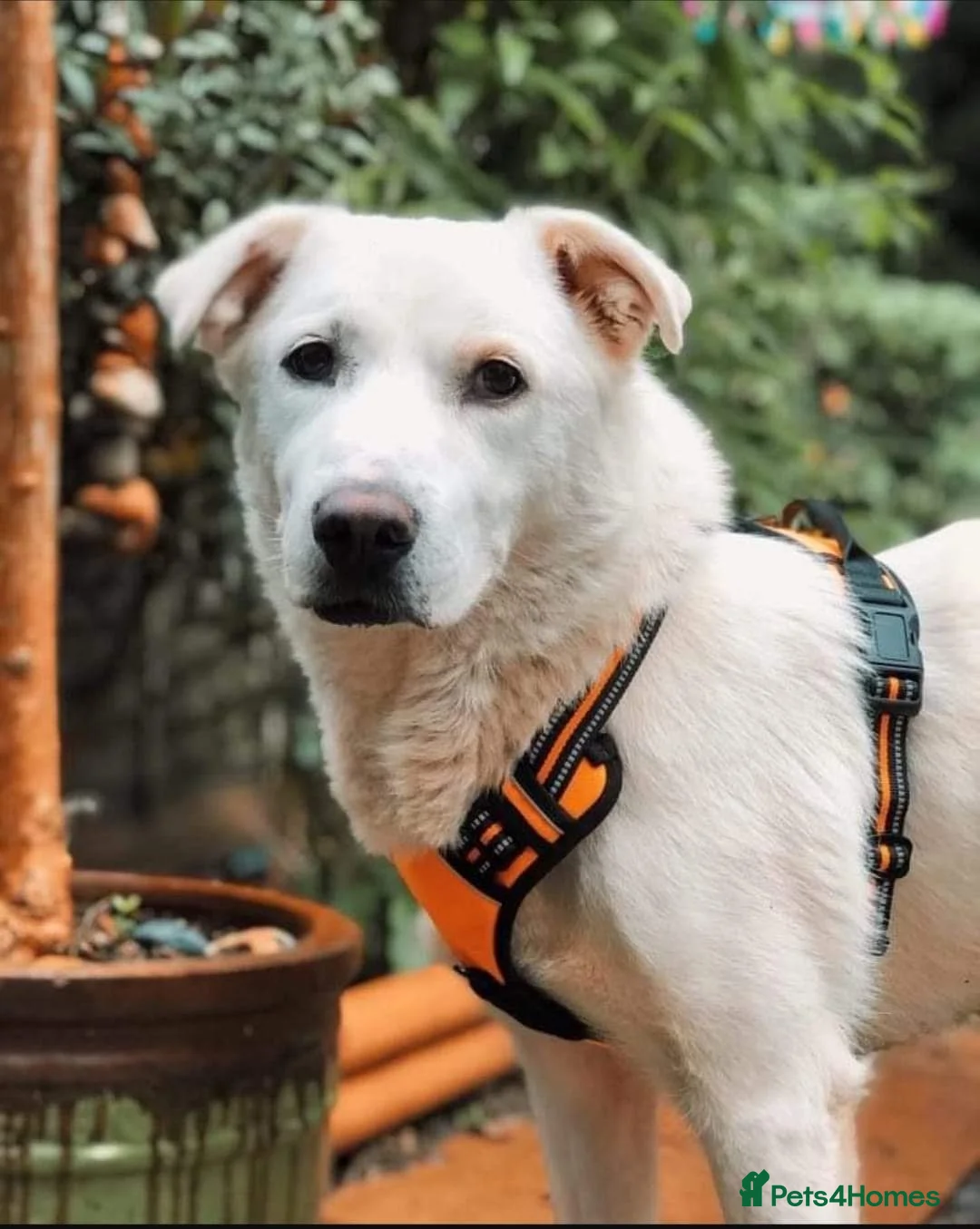 Mixed Breed dogs for adoption: Meet Biscuit, currently residing in Hampshire  in Havant - Advert 9