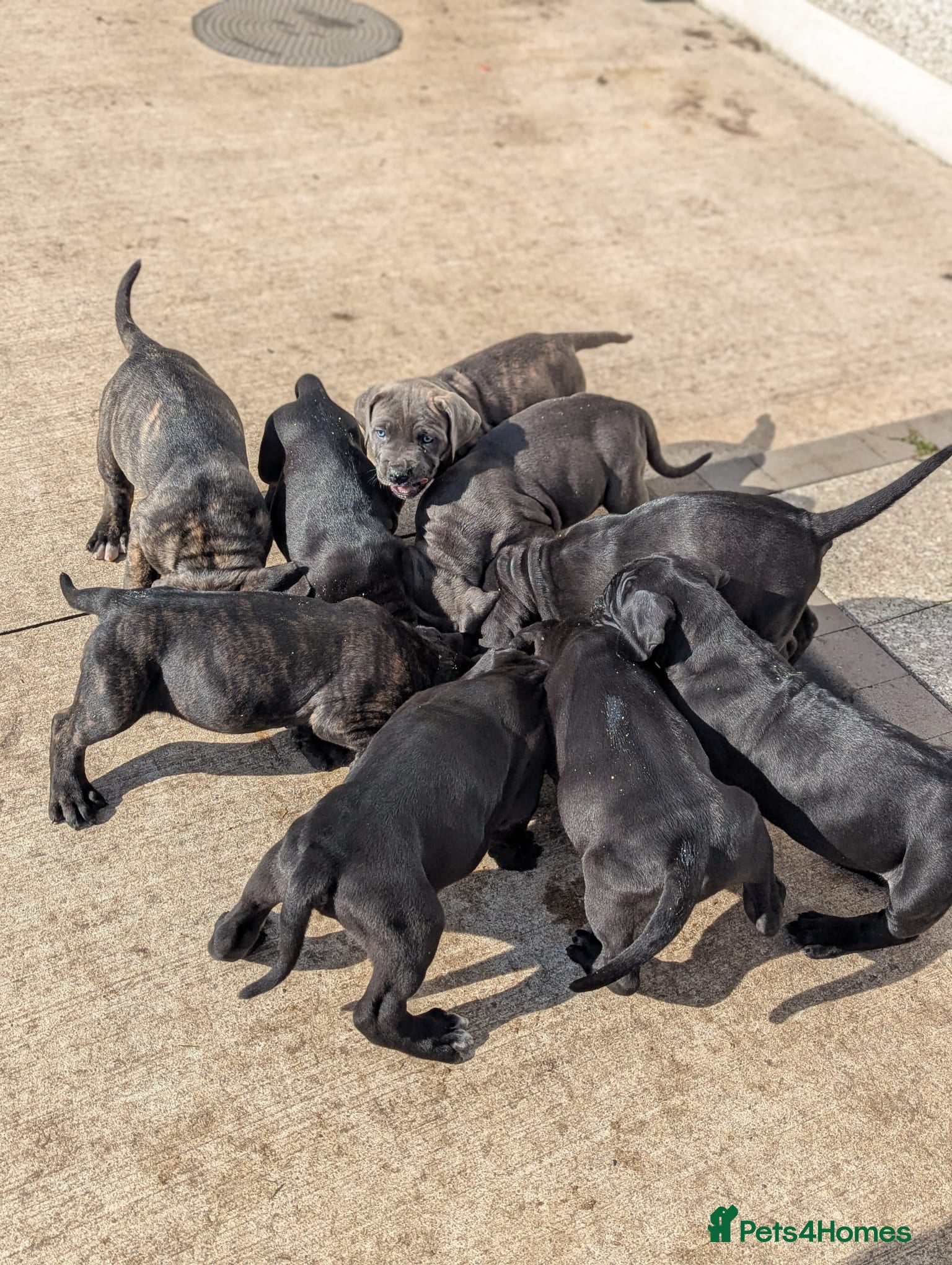 Cane Corso dogs Cane Corso liter - Advert 2