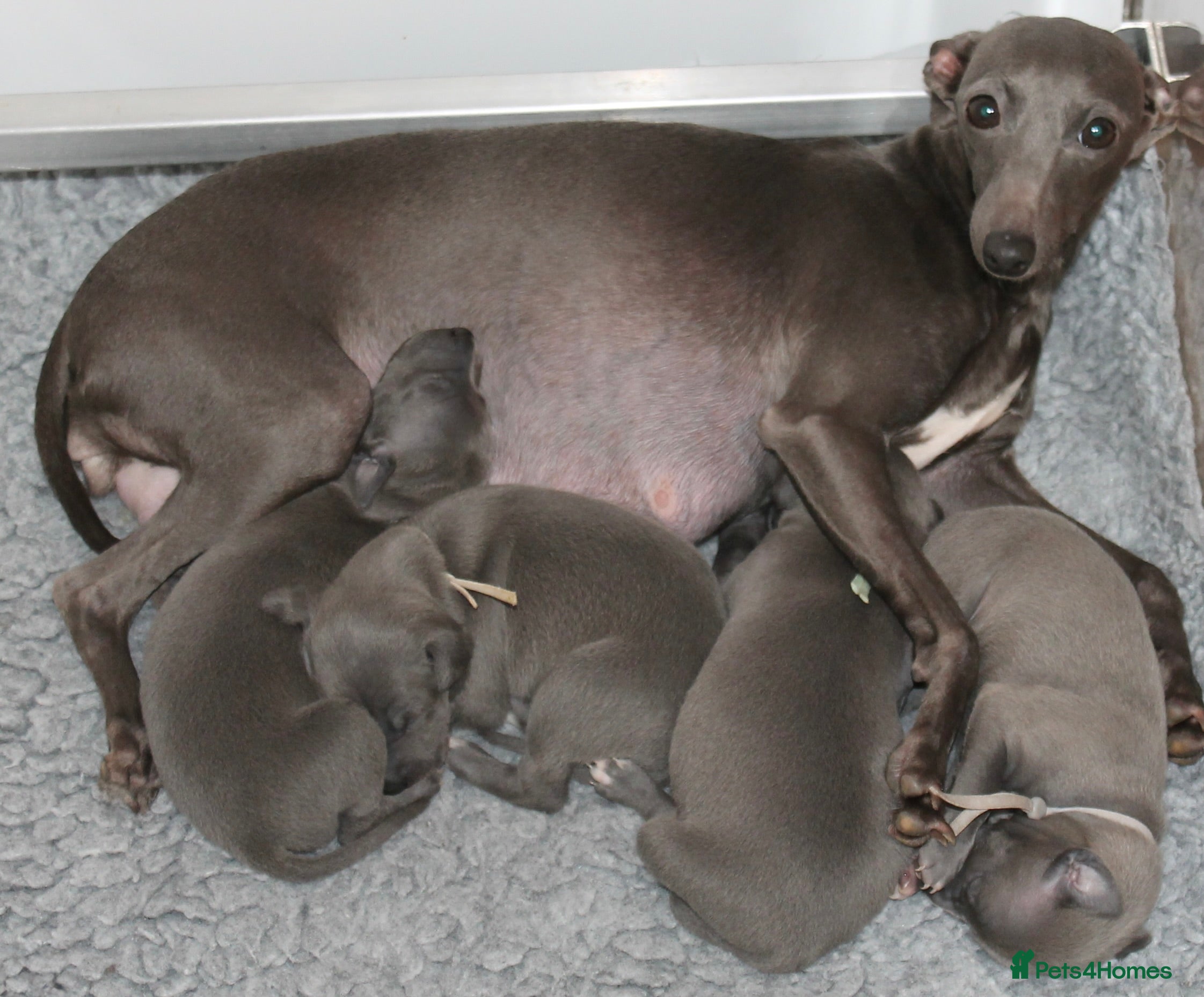 Italian Greyhound dogs KC Reg Italian Greyhound only 1 available - Advert 1