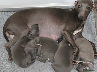 Italian Greyhound dogs KC Reg Italian Greyhound only 1 available - Advert 5