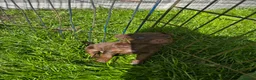 Mixed Breed dogs for sale: 3 Patterdale x Lakeland’s boys  - Advert 3