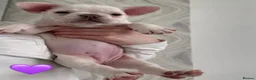 French Bulldog dogs for sale: Two beautiful girls 💕🐾 in Darlington - Advert 5