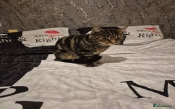 British Shorthair cats for sale: Male cat  - Image 1