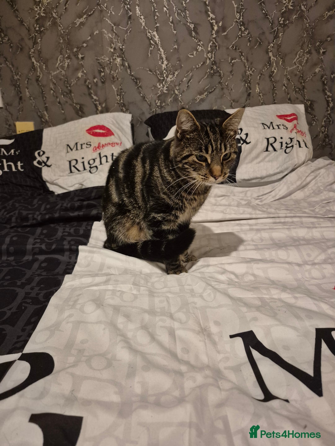 British Shorthair cats for sale: Male cat  - Image 1
