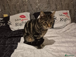 British Shorthair cats - Advert 36