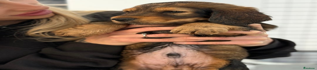 Shaded Red Dog