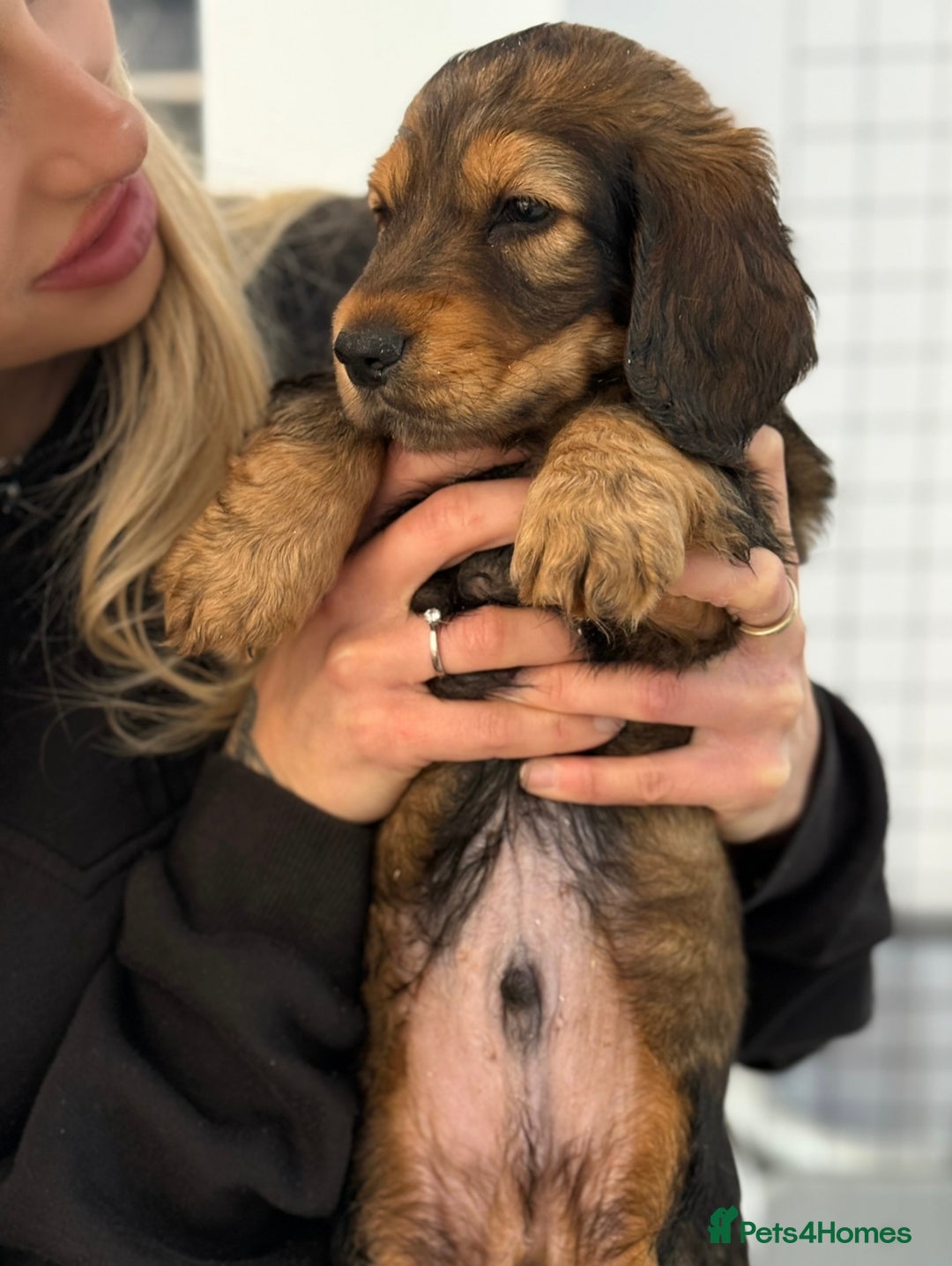 Dachshund dogs for sale: KC Registered Long-Haired Dachshund Puppies in Durham - Image 4
