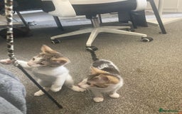 European cats for sale: 2 Adorable Kittens ready for their forever homes  - Image 13
