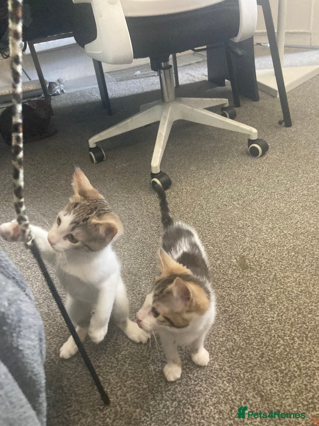 European cats for sale: 2 Adorable Kittens ready for their forever homes  - Image 13