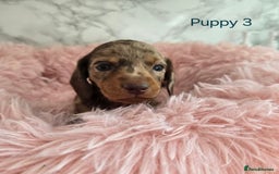 Miniature Dachshund dogs for sale: Stunning miniature dachshund puppies - Image 10