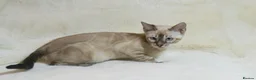 Bengal cats for sale: Ready to Leave – TICA Registered Snow Bengal Girl - Advert 17