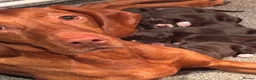 Mixed Breed dogs for sale: Stunning Vizsla X puppies - Advert 2