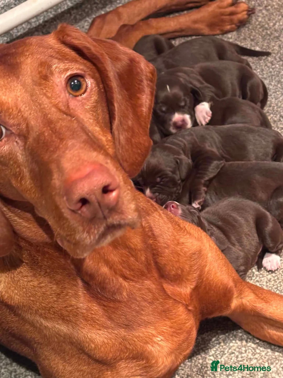 Mixed Breed dogs for sale: Stunning Vizsla X puppies - Advert 2