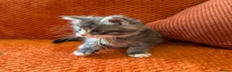 Maine Coon cats for sale: 6 Healthy Newly Born babies - Advert 3