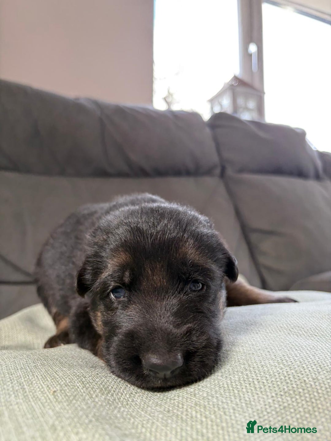 German Shepherd dogs for sale: German shepherd puppies  - Advert 28