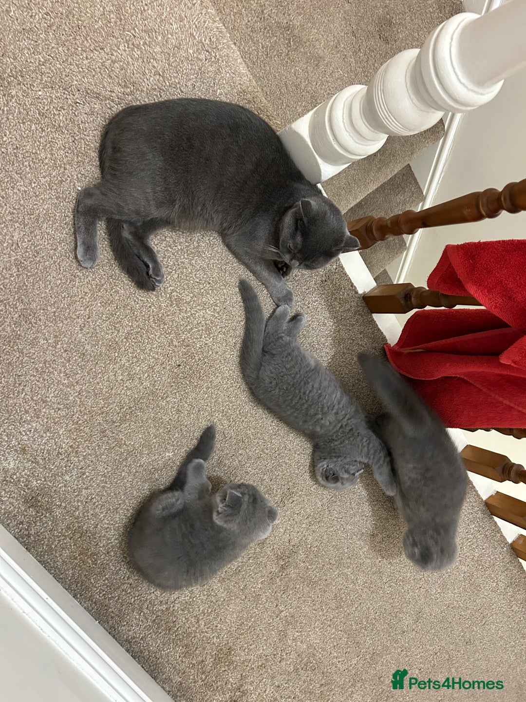 Scottish Fold cats for sale: Scottish Fold kitten  - Image 12
