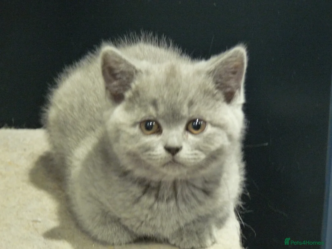 British Shorthair cats for sale: four beautiful british shorthair kittens for sale - Advert 26
