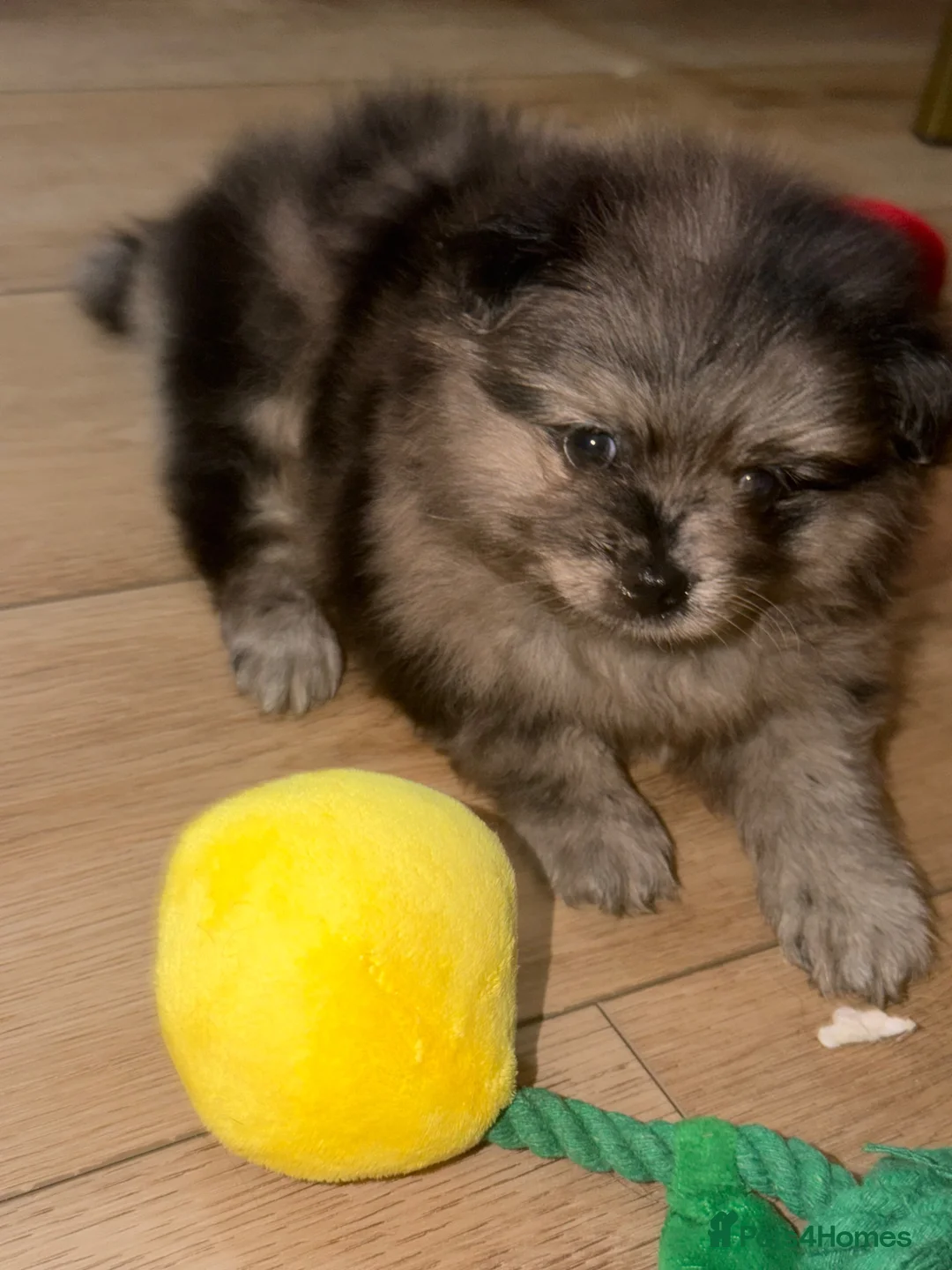 Pomeranian dogs for sale: Pomeranian puppies - Advert 24