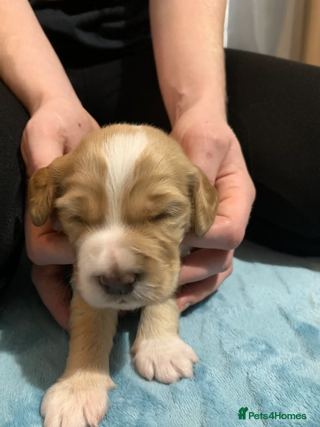 Cocker Spaniel dogs for sale: Working Cocker Spaniel Puppies  - Advert 24