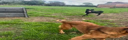 Mixed Breed dogs for sale: Belgian Malinois bitch+ mali cross pups in York - Advert 4