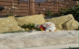 Pomeranian dogs for sale: KC White Pomeranian polar bears 🐻‍❄️  - Image 17