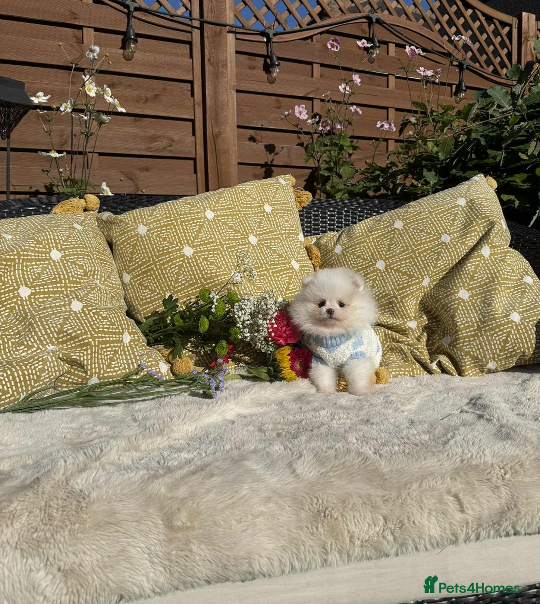Pomeranian dogs for sale: KC White Pomeranian polar bears 🐻‍❄️  - Image 17