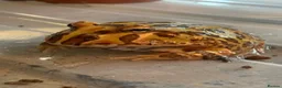 Frog reptiles for sale: Pac-Man frogs cb26  - Advert 1