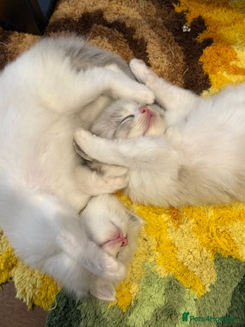 Ragdoll cats - Advert 3