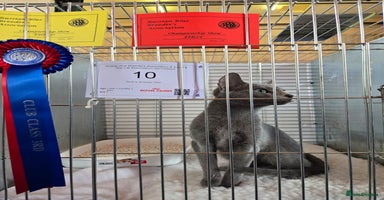 Russian Blue cats - Advert 4